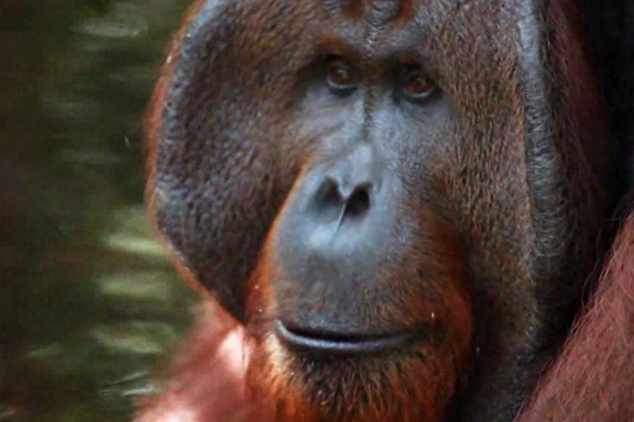 Borneo Orangutan