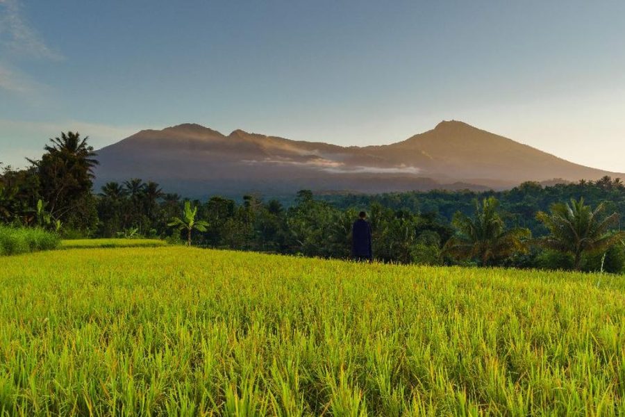 Tetebatu rice field